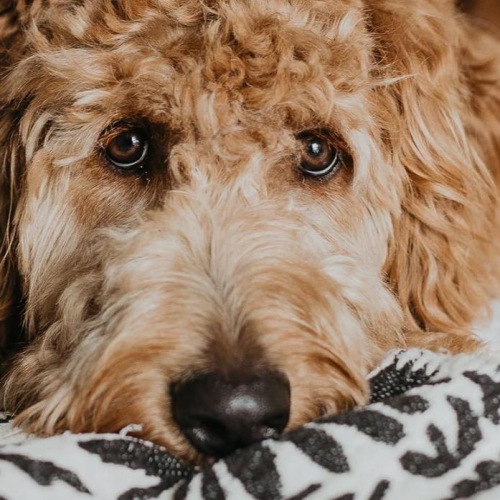 a dog lying on a bed looking