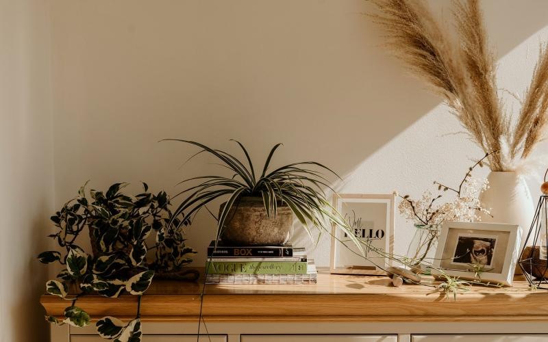 bureau top decorated with potted plants, books and framed pictures