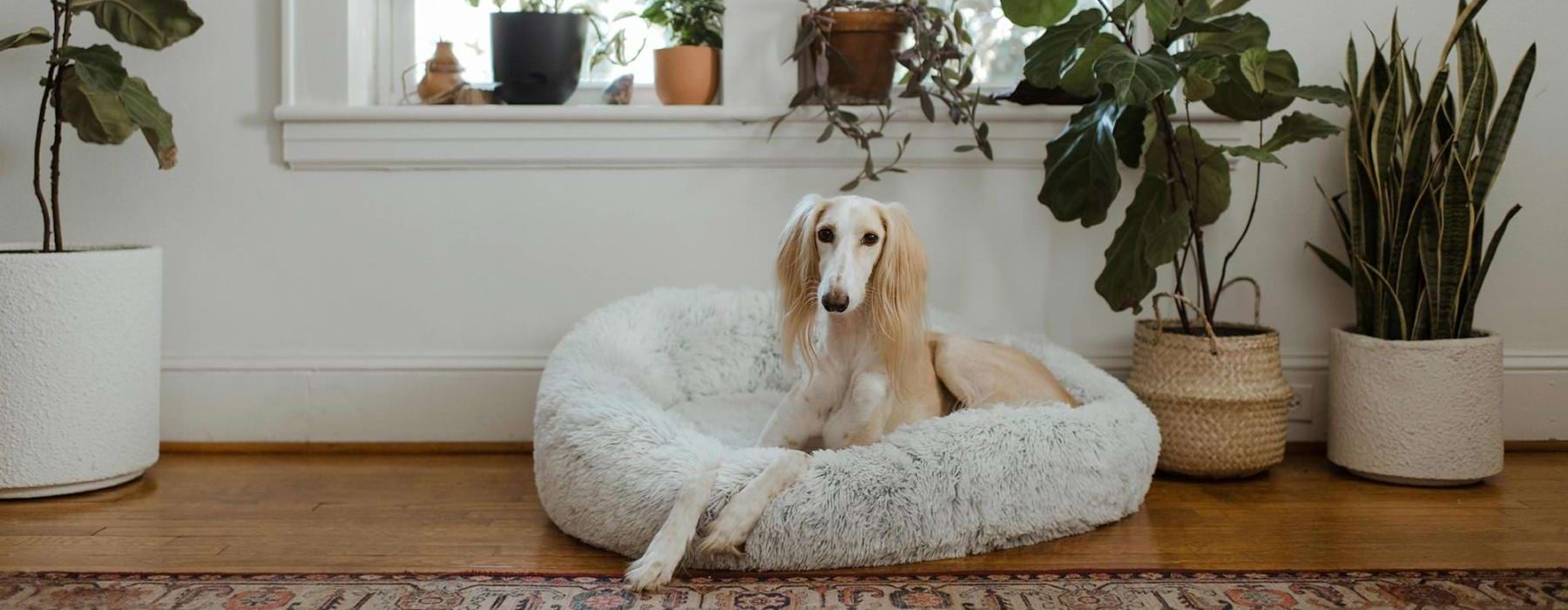 large dog sits in its bed under a windowsill full of potted plants